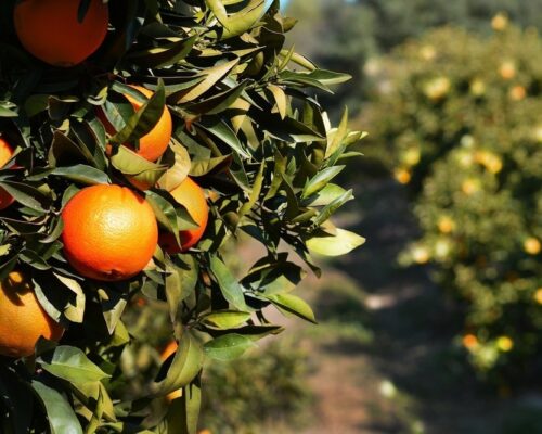 Fynda herrgård i södra Spanien